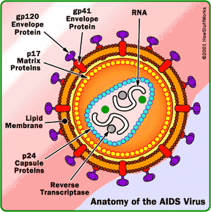 aids virus diagram